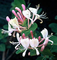 ph art0408 lonicera caprifolium Inga kwiaty