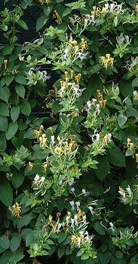 ph art0408 lonicera japonica halliana krzak1