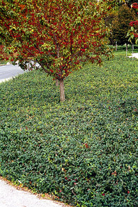 Euonymus fortunei 'Coloratus'