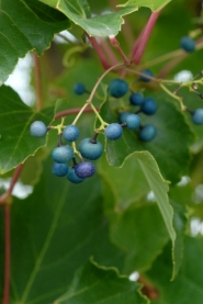 ph roslina ampelopsis bodinieri owoce