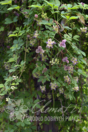 Akebia quinata silver bells