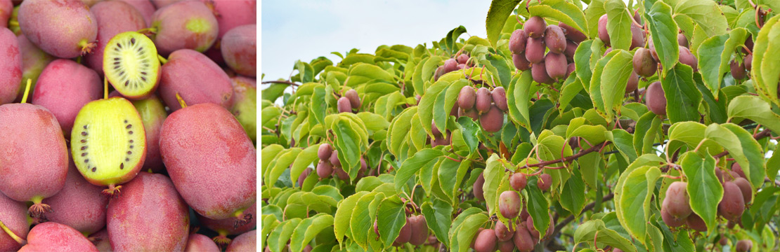 andere Trauben-Kiwi Obstpflanzen - Dobrych Pnączy und Clematis Źródło -